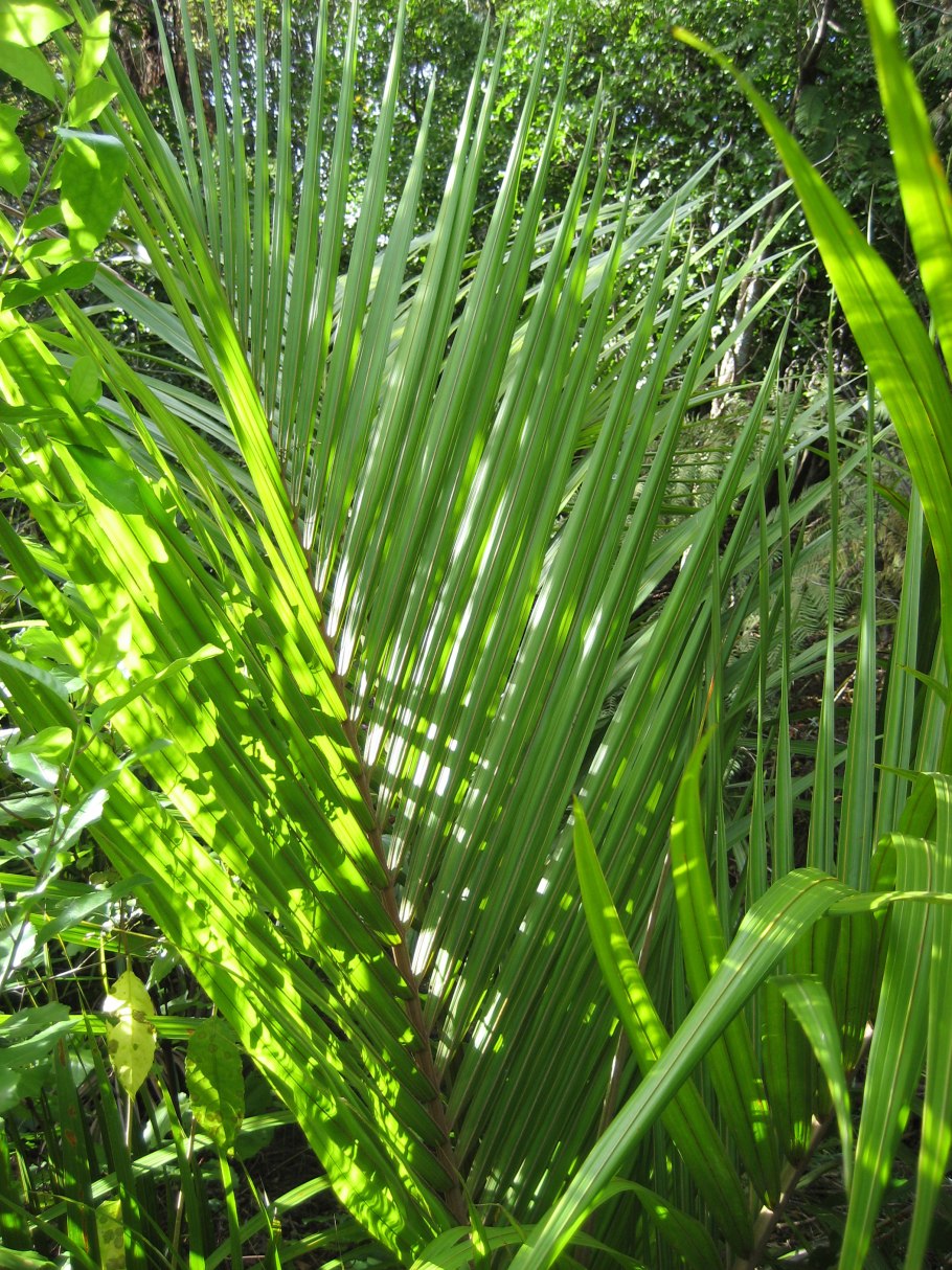 Hyophorbe verschaffeltii (Spindle Palm)
