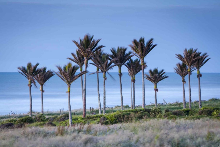 Гиофорба бутылочная Пальма