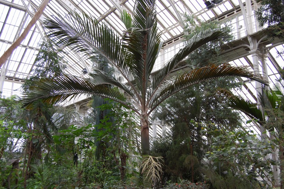 Фисташковые и пальмовые Рощи в Африке картинки