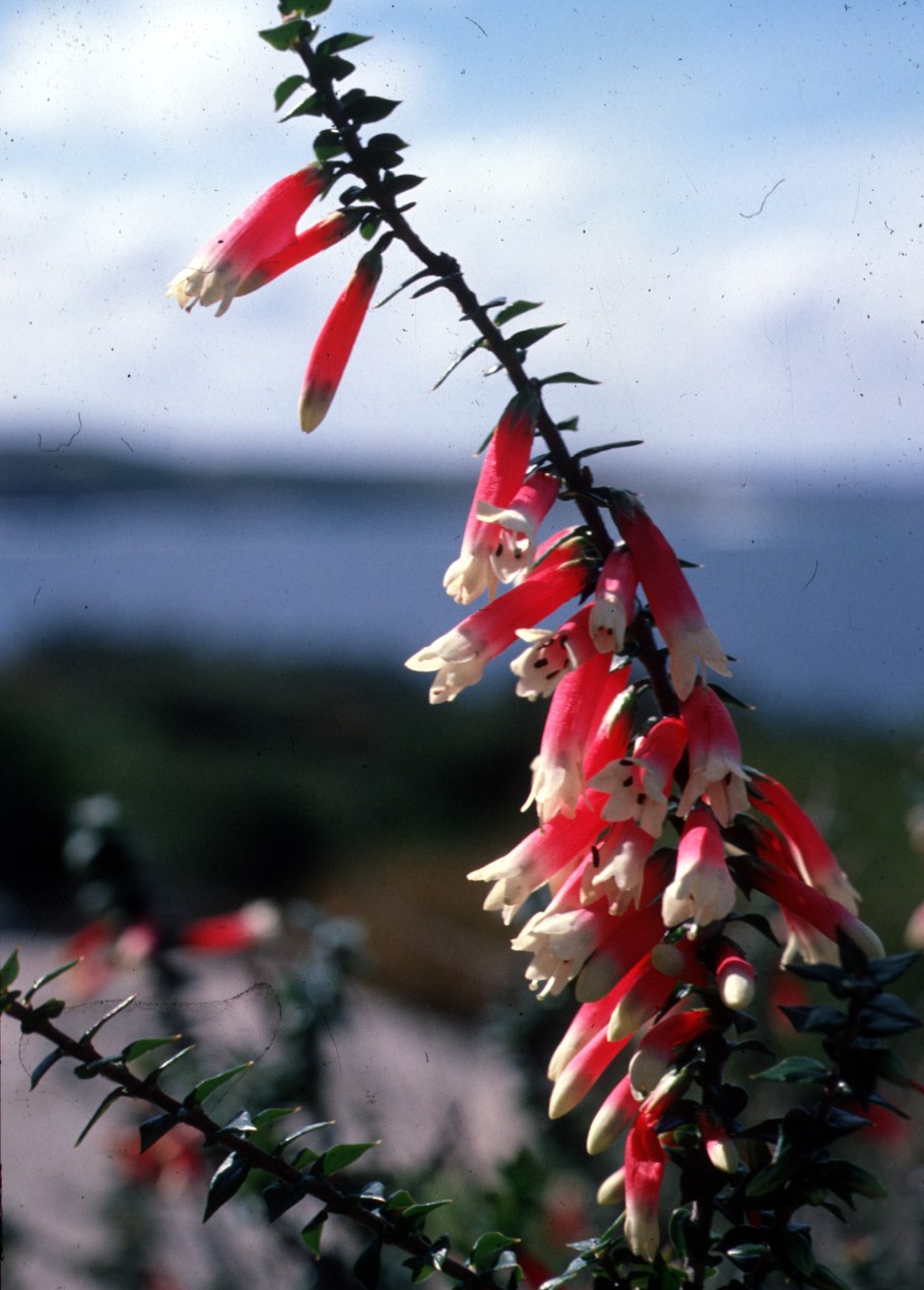 Agapetes megacarpa Pink Flower