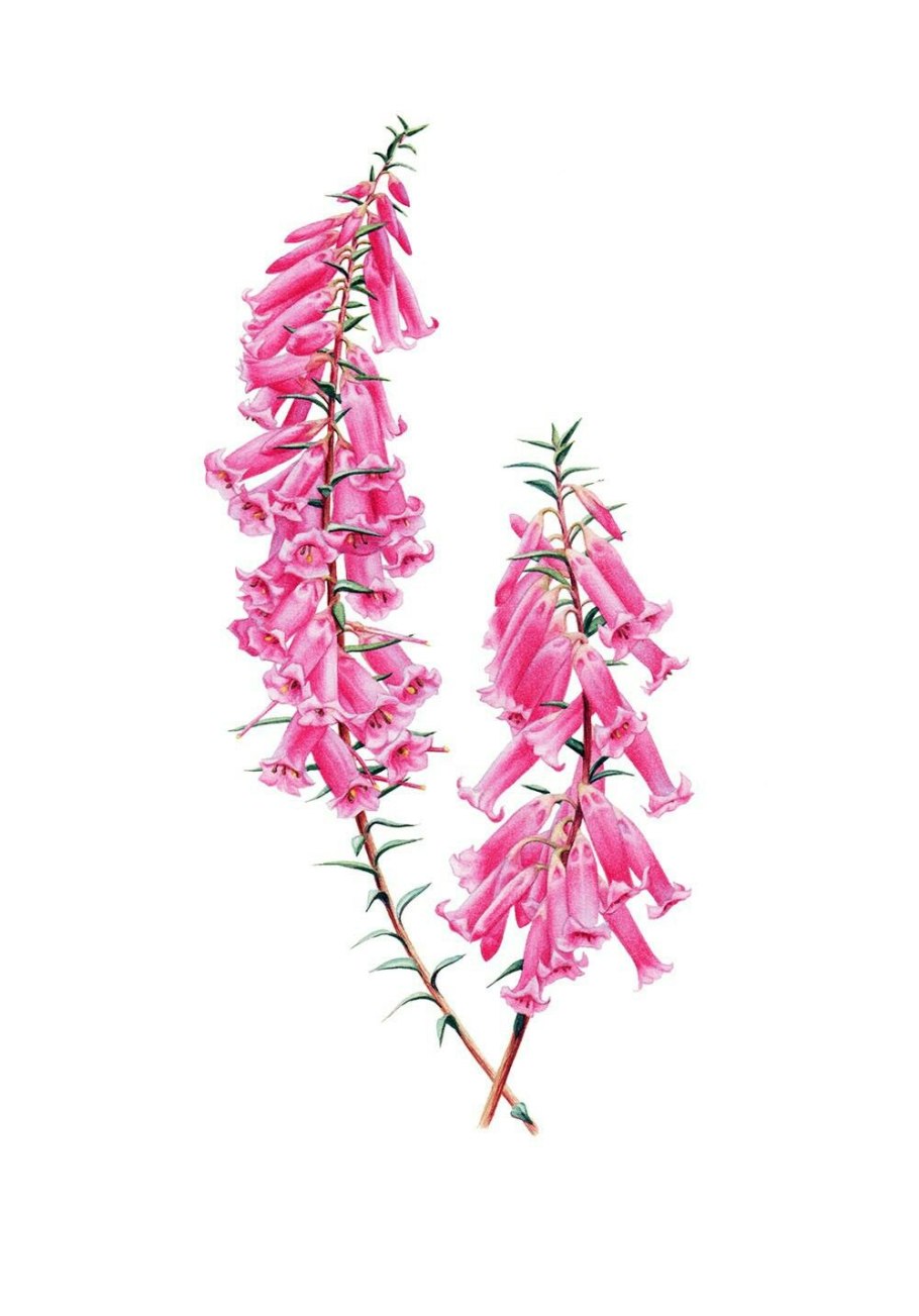 Эпакрис вдавленный