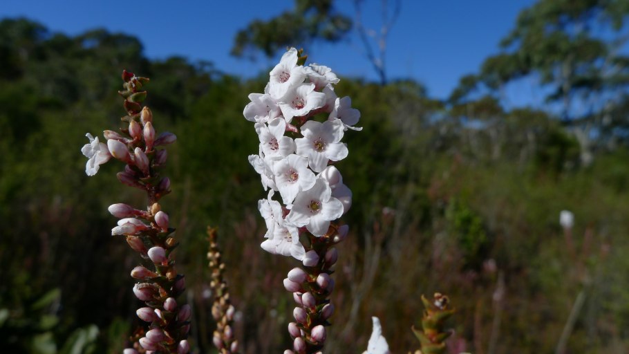 Epacris obtusifolia
