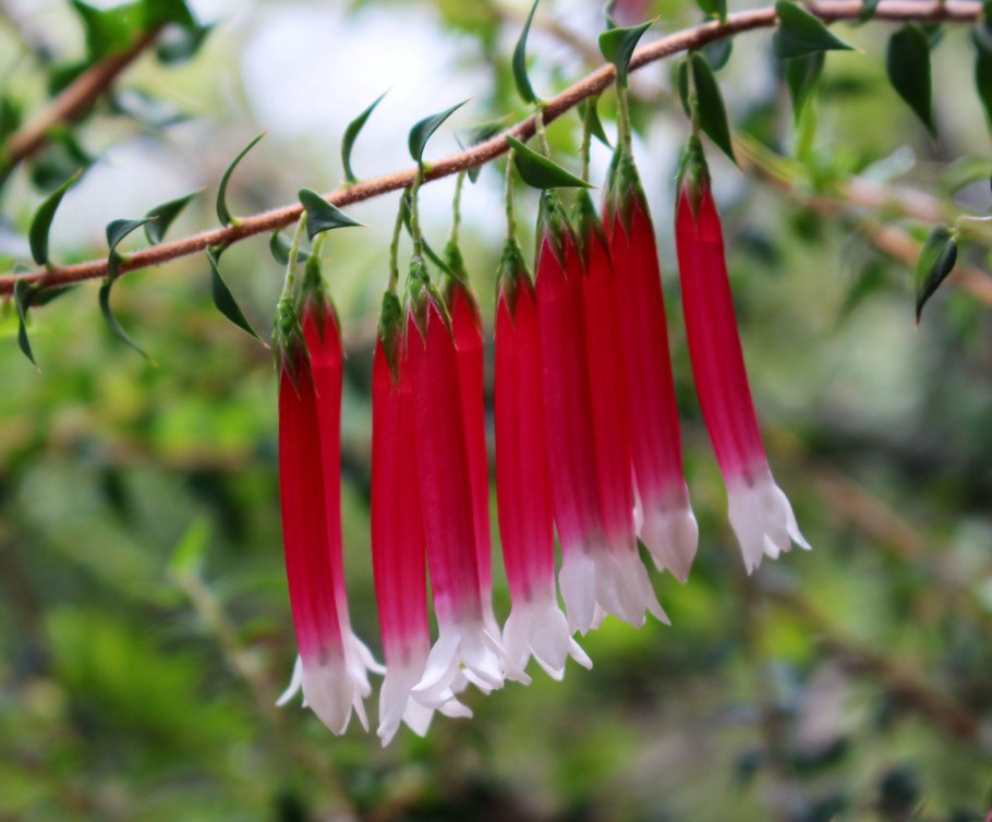 Эпакрис Импресса