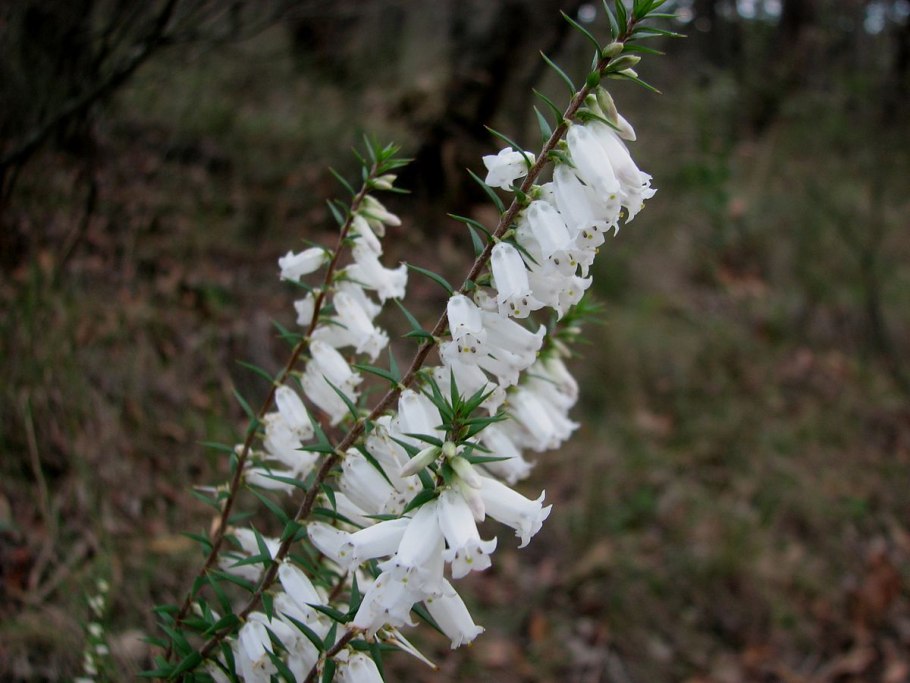 Epacris obtusifolia
