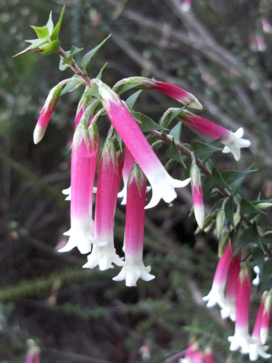 Epacris obtusifolia