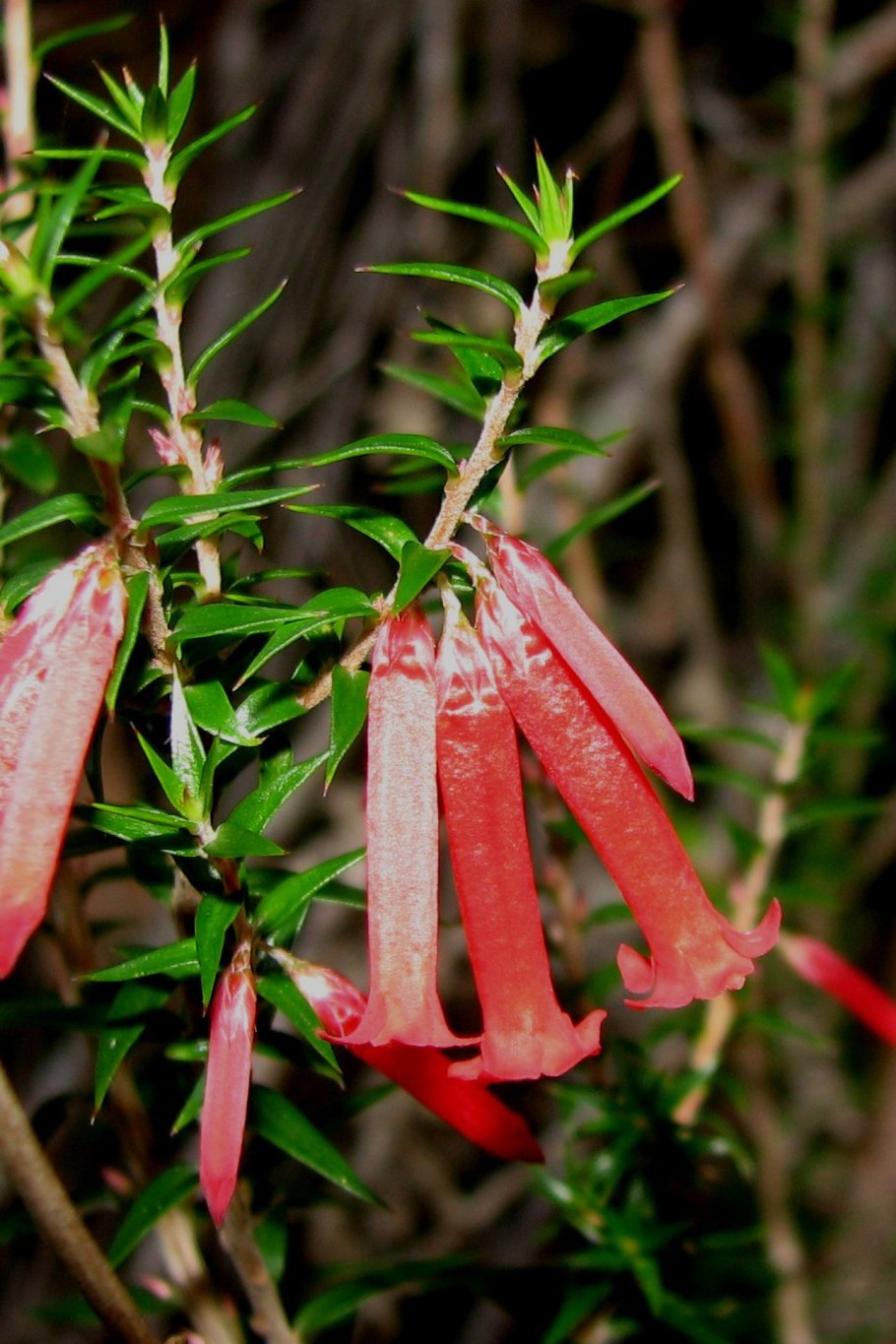 Epacris longiflora