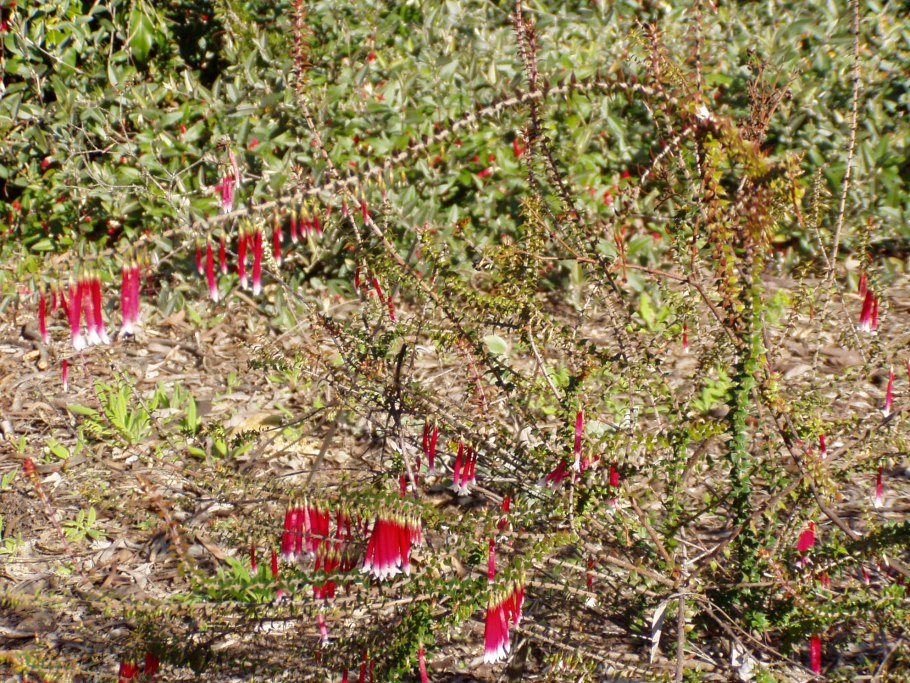 Эпакрис Импресса