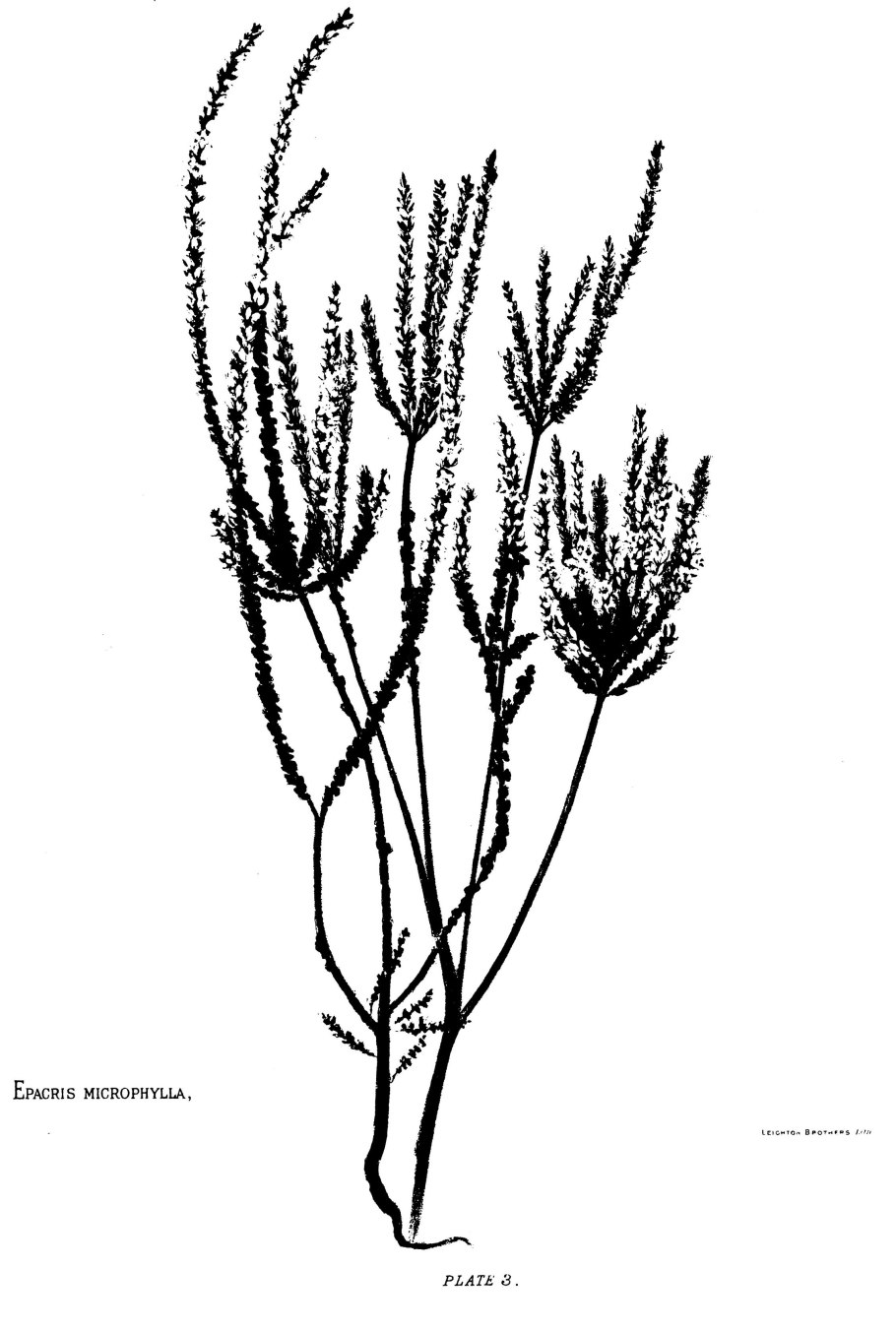 Эпакрис Австралия