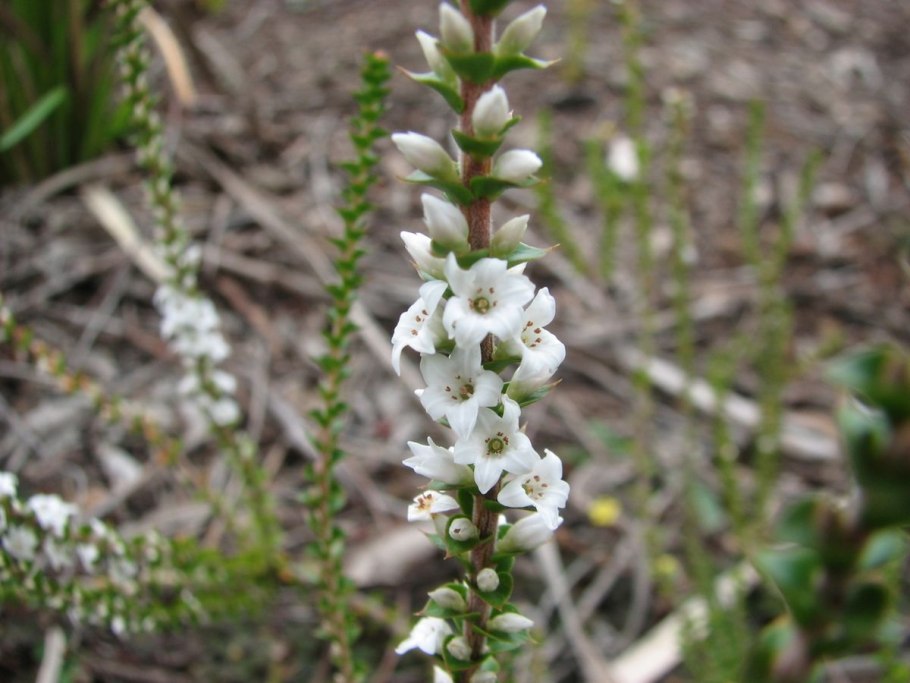 Epacris longiflora