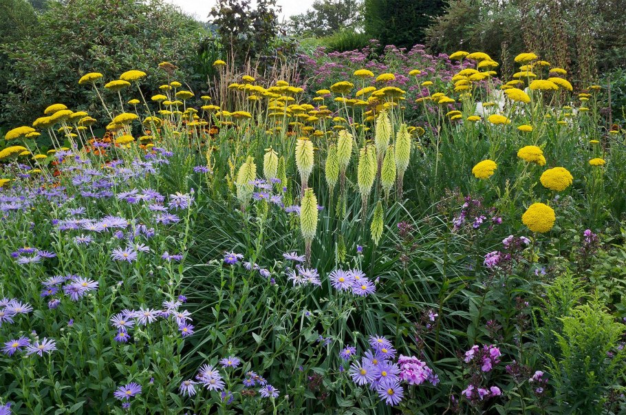 Луговой цветник в городе