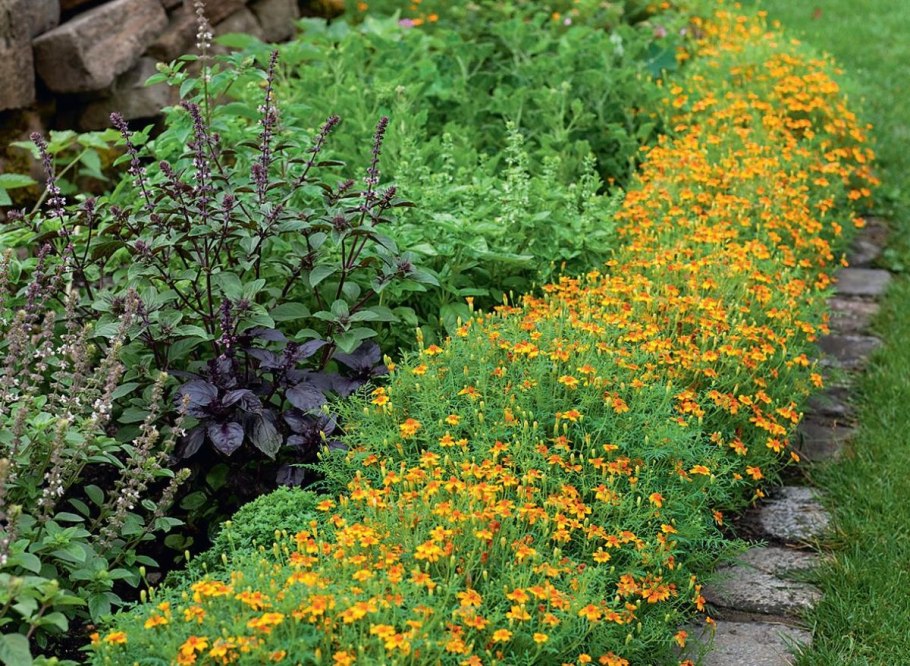 Тимьян ароматная грядка