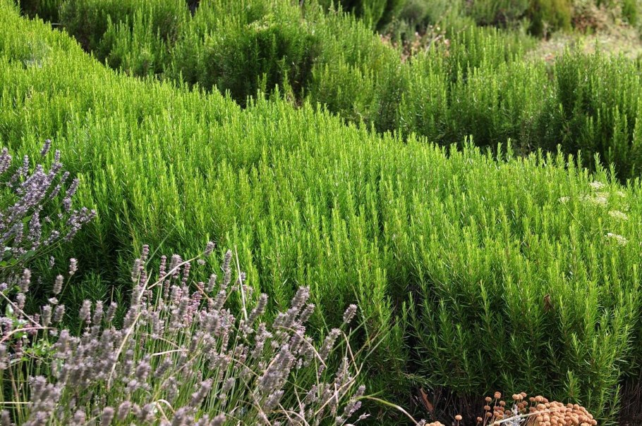 Миллз дикий сад