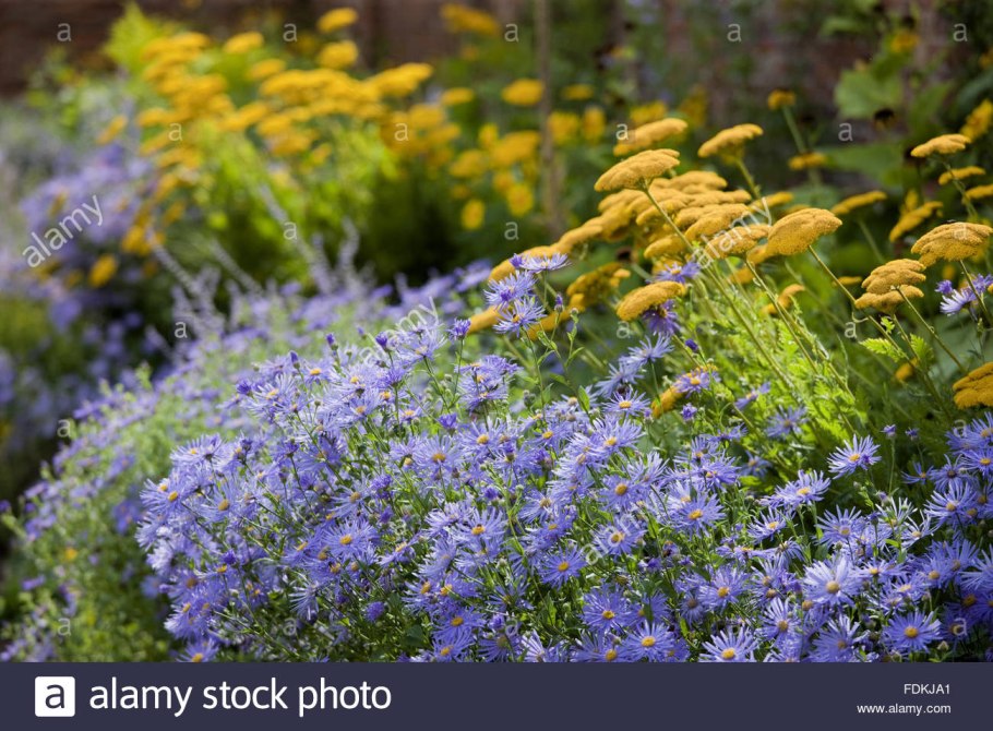 Котовник Фассена Blue Wonder