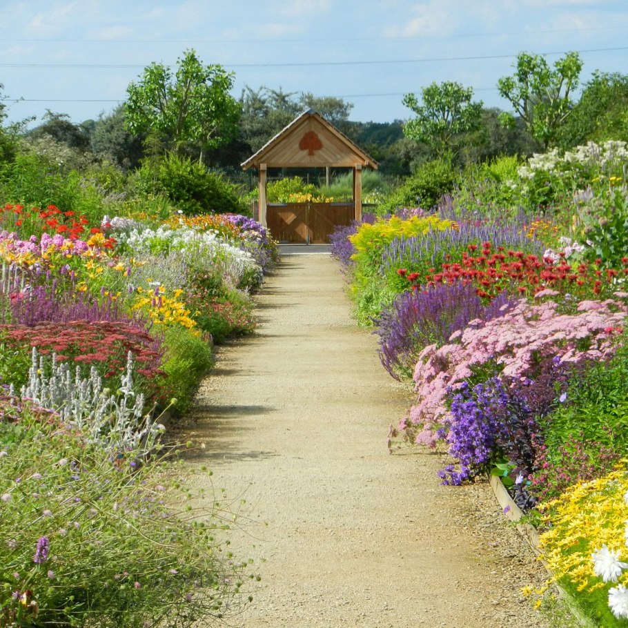 Котовник Фассена на клумбе