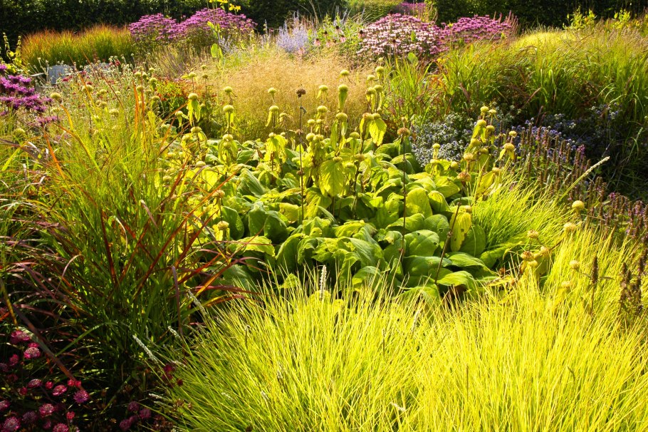 Цветы в палисадник многолетние цветущие все