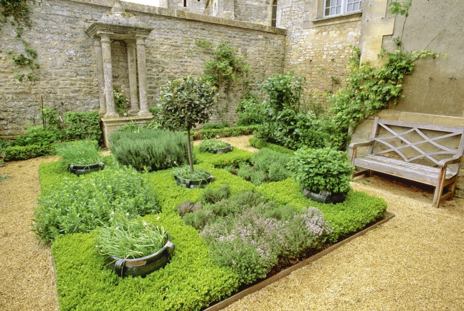 Алиссум на клумбе