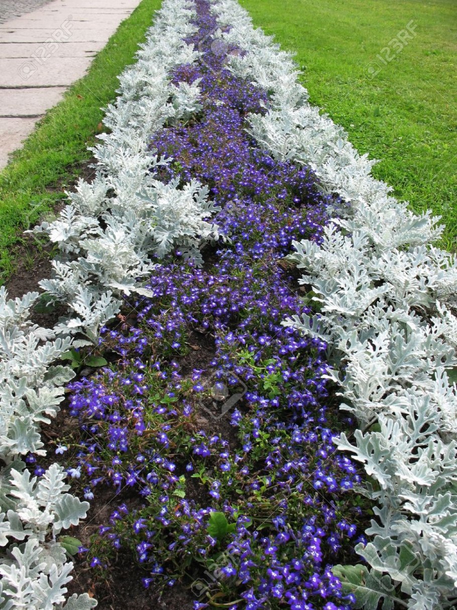 Настурция в миксбордере