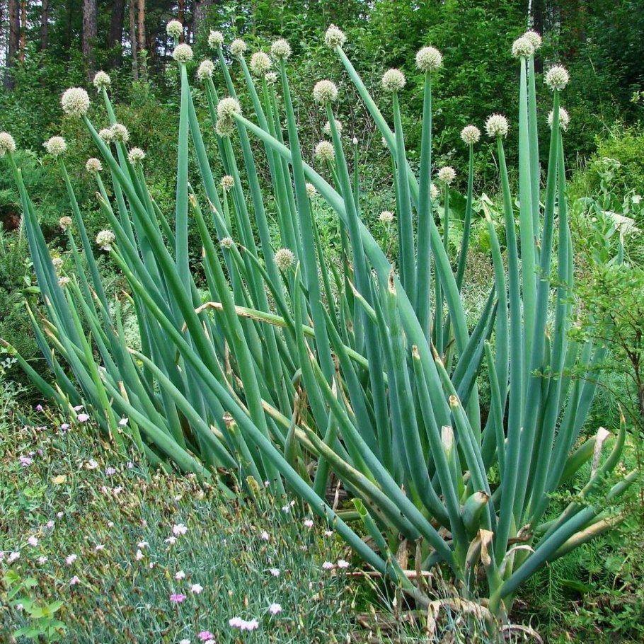 Лук батун татарка