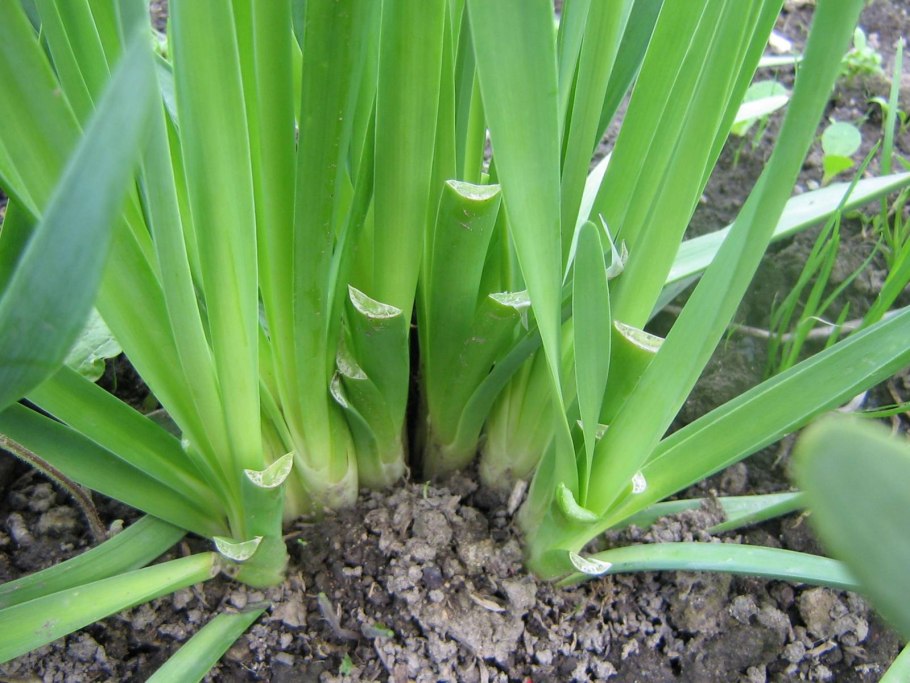 Allium bellulum (лук красивенький)