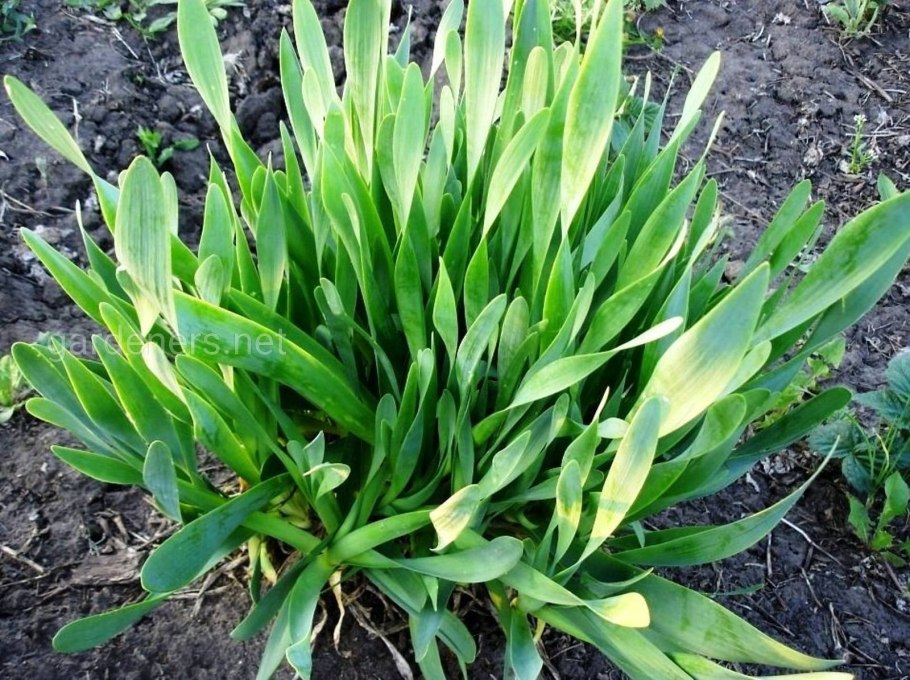 Лук скорода шнитт