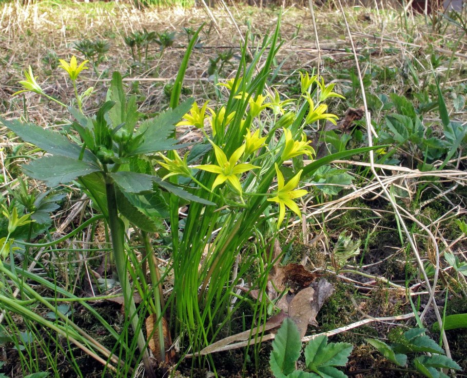 Растение лук слизун