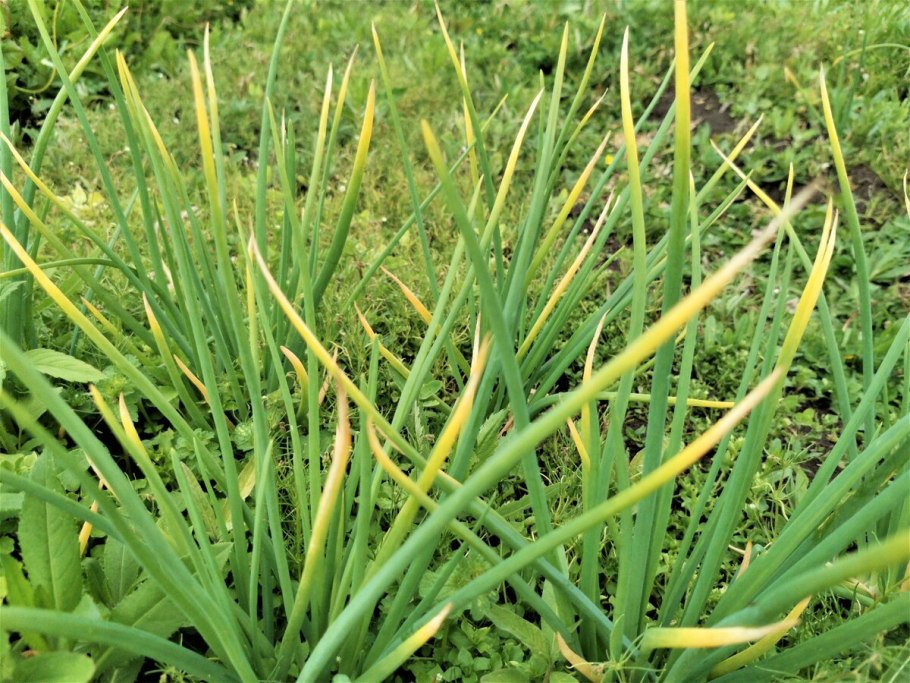 Лук метельчатый Allium paniculatum l.