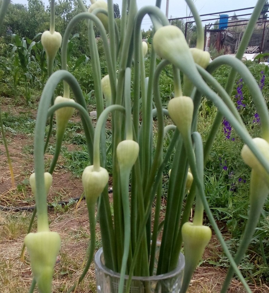 Многолетний лук батун