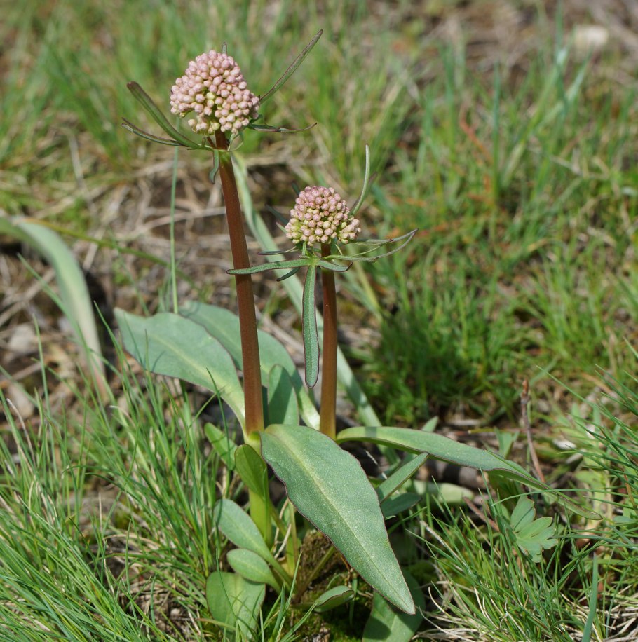 Валериана клубненосная (Valeriana tuberosa)
