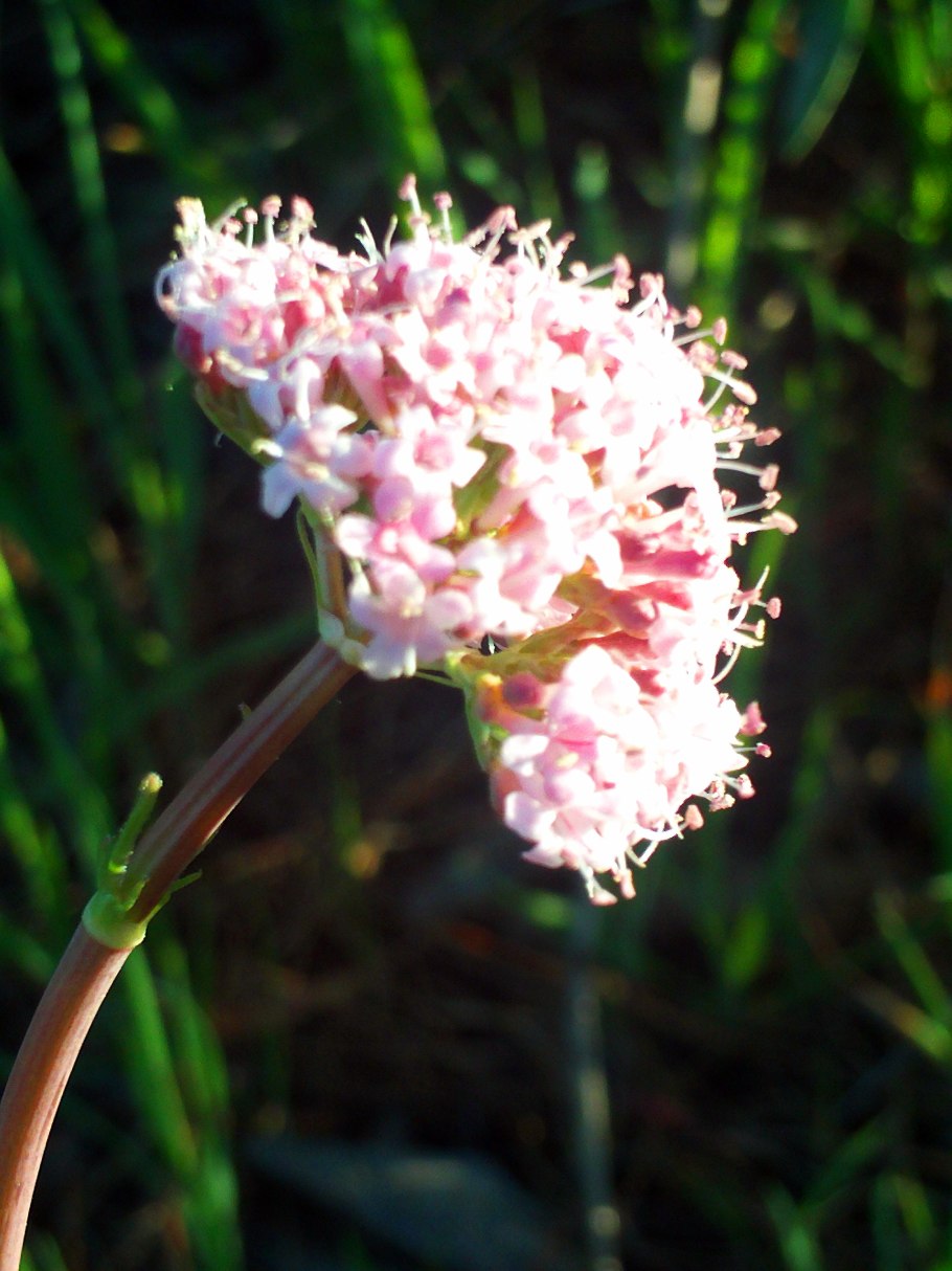 Валериана клубненосная (Valeriana tuberosa l.)