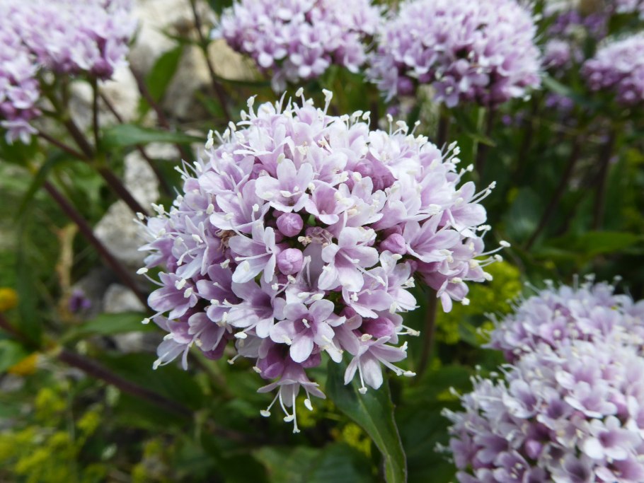 Валериана Альпийская