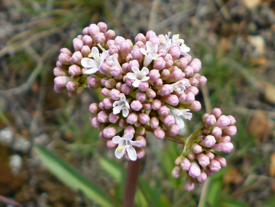 Валериана клубненосная (Valeriana tuberosa)