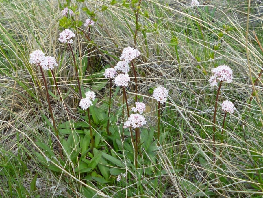Валериана клубненосная (Valeriana tuberosa)