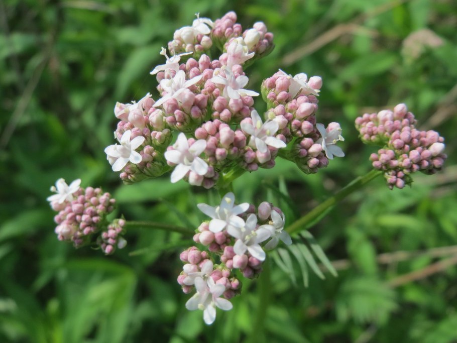 Валериана Зюндермана