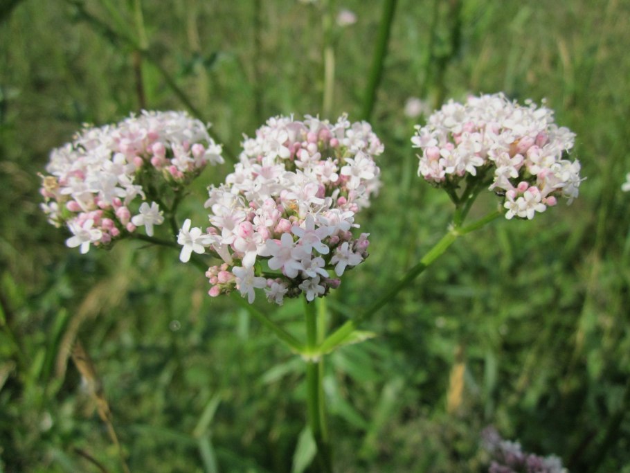 Гималайская валериана
