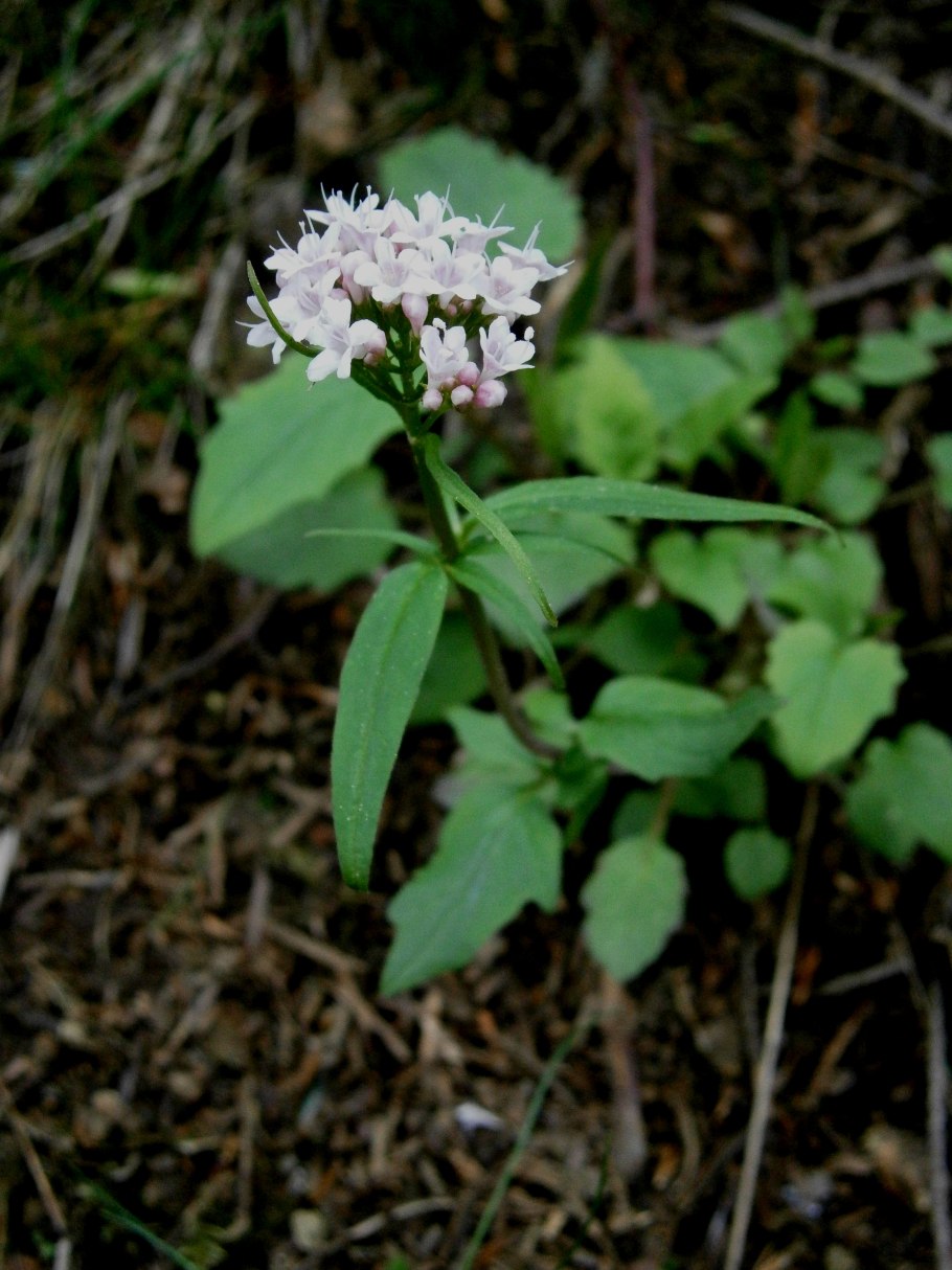 Валериана Лапчатая