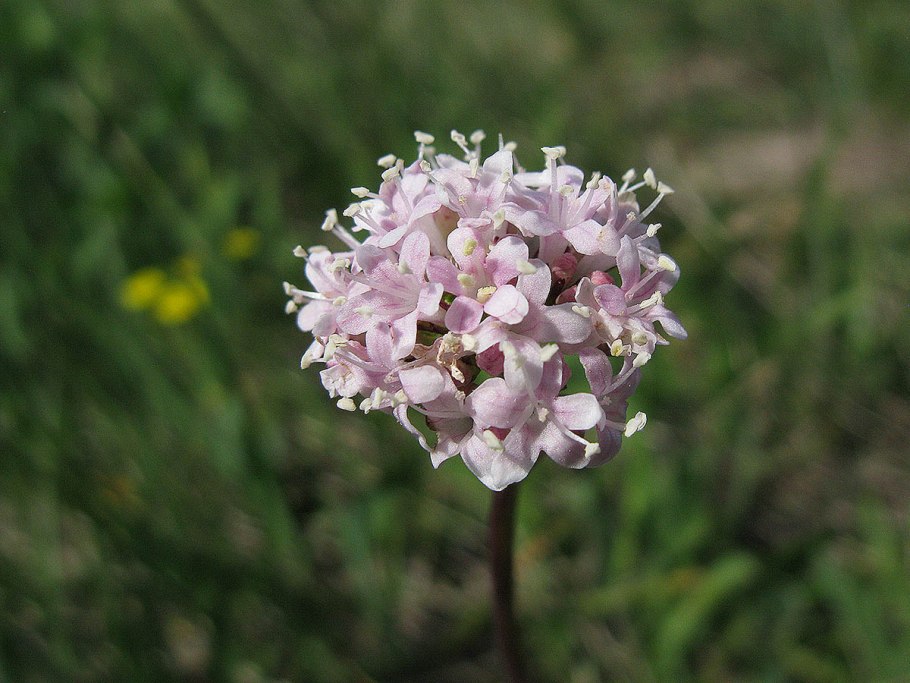Валериана клубненосная (Valeriana tuberosa)