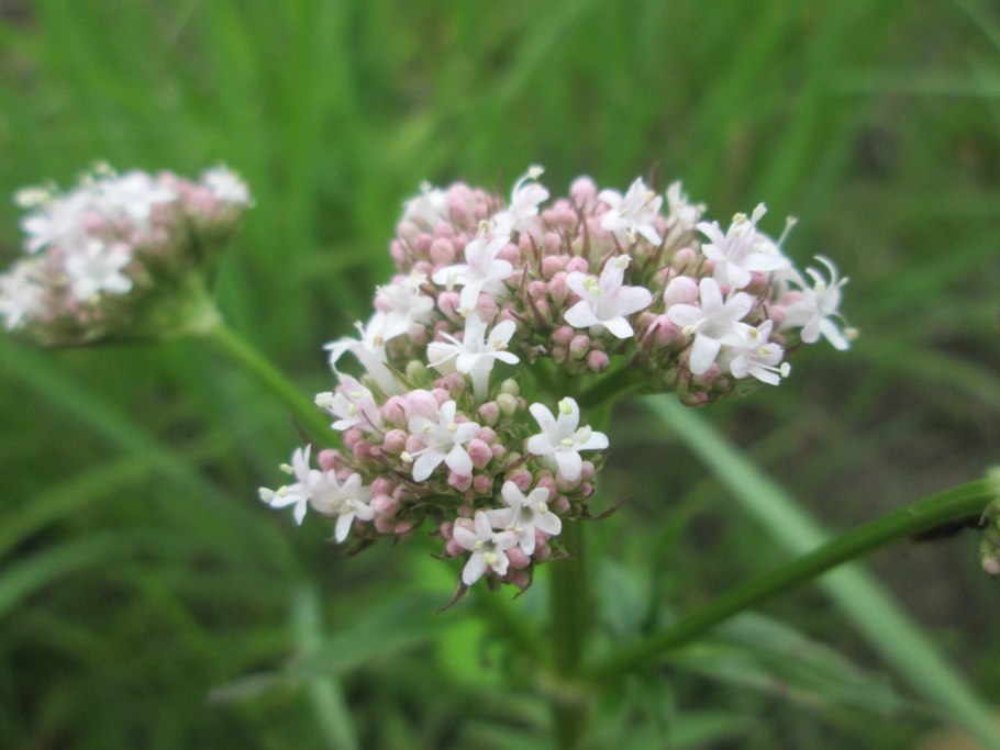Валериана Лапчатая