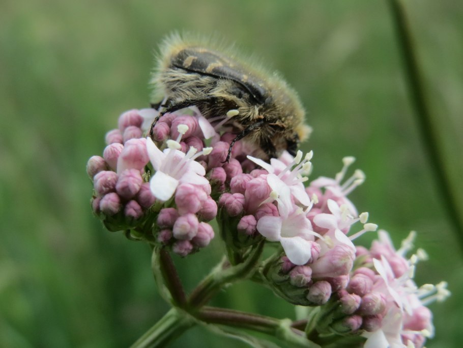 Valeriana officinalis