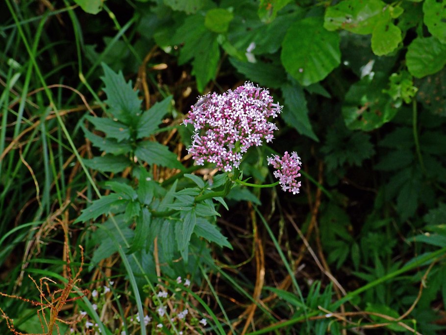 Valeriana officinalis l.
