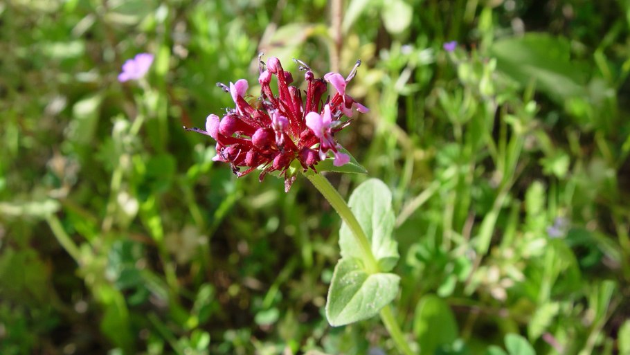 Nardostachys jatamansi