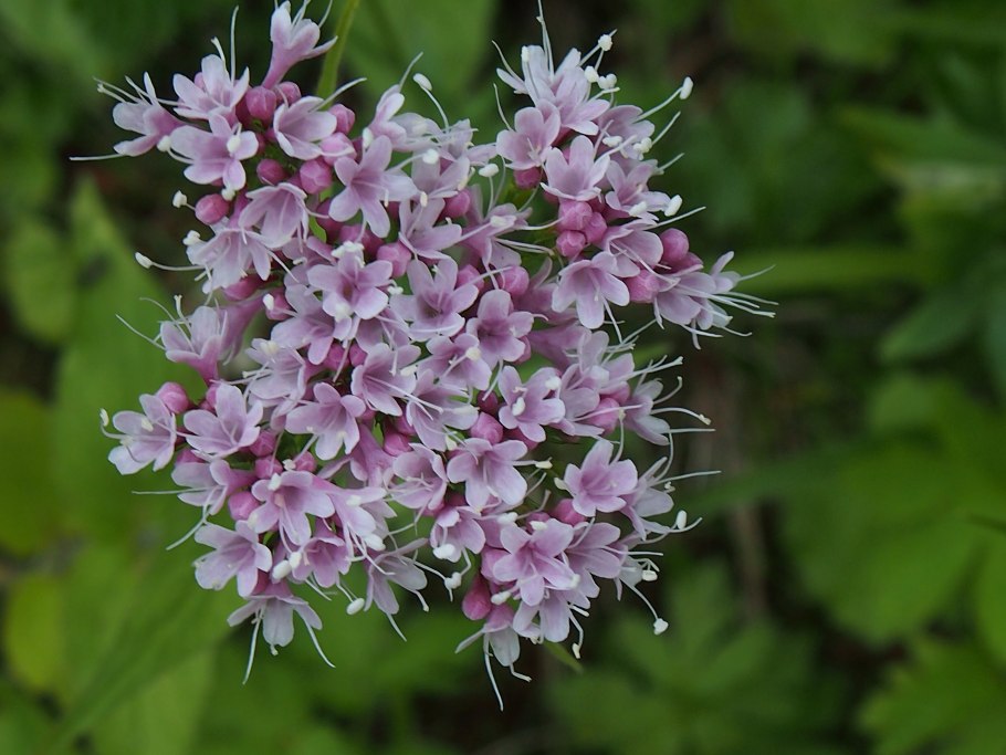 Валериана Туркестанская