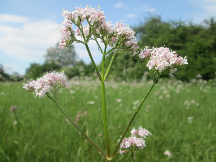 Валериана двудомная