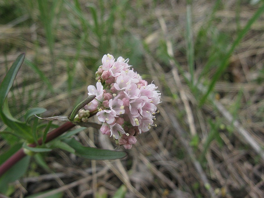 Валериана клубненосная (Valeriana tuberosa l.)