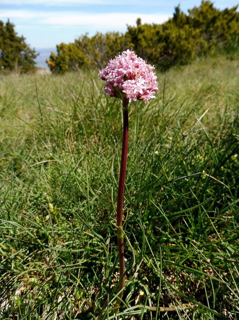 Валерьяна Лапчатая