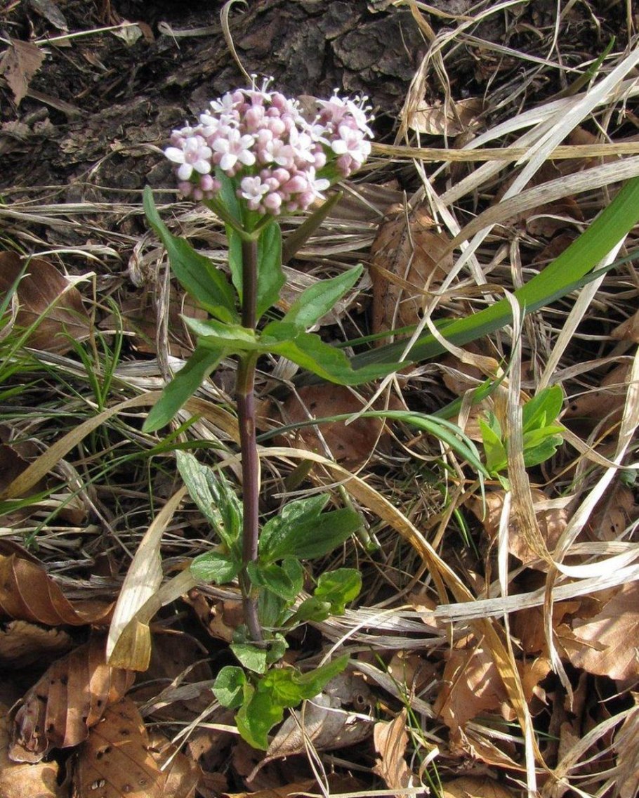 Амфибия валериана