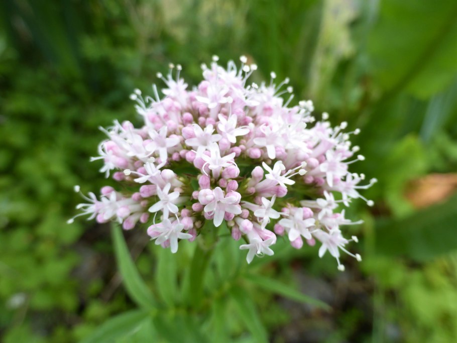 Валериана Зюндермана