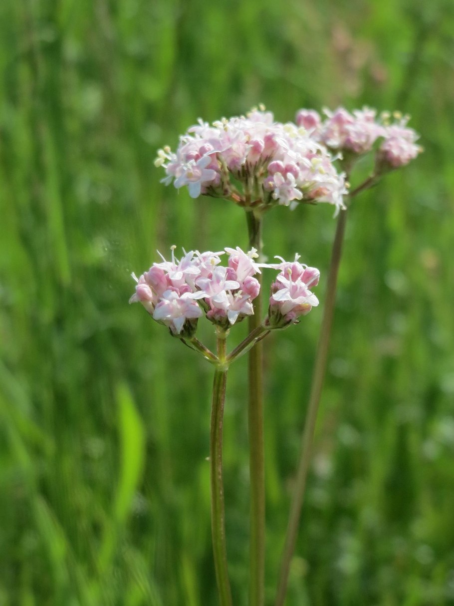 Валериана Зюндермана