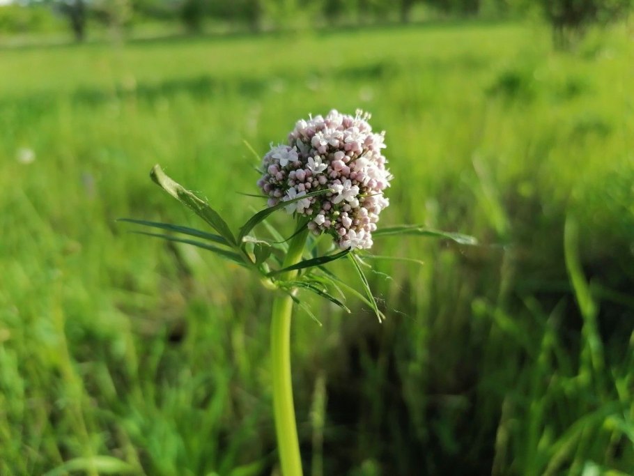 Valeriana officinalis leaf
