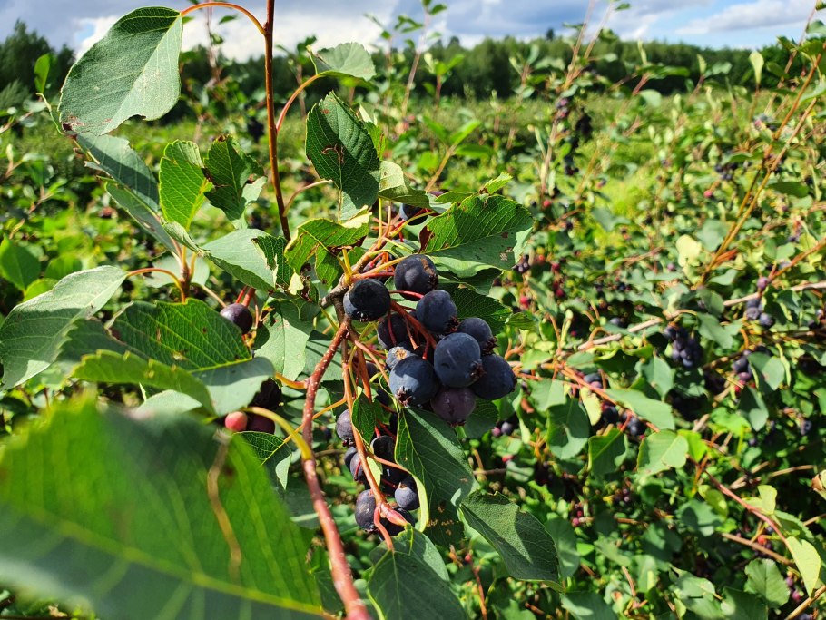 Ирга канадская ягоды