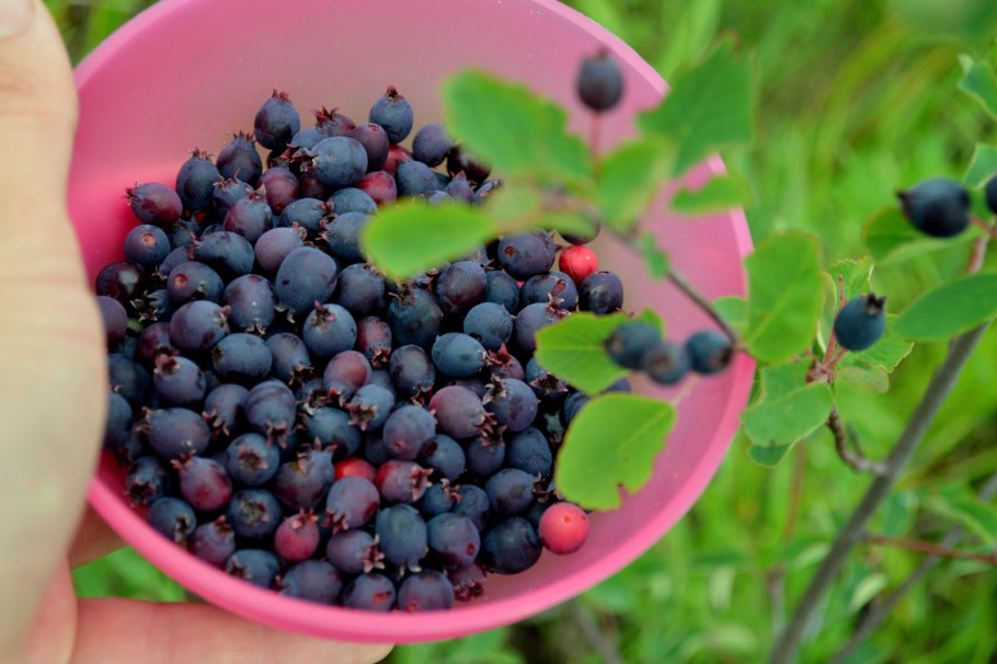 Ирга канадская Martin